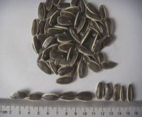 sunflower seed sunflower seed