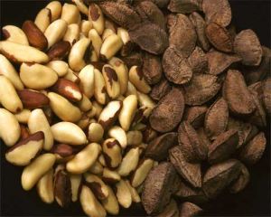 Brazil Nut Shell