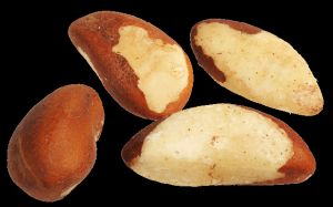 Urdan Brazil Nut Shell