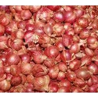 sambar onion