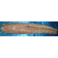 Frozen Corvina Fillet, For Cooking, Food, Packaging Type : Thermocole Box