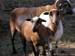 Cameroon Sheep
