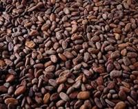 Cocoa and Coffee Beans