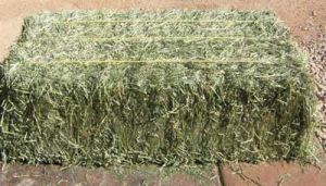 Alfalfa Hay