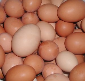 chicken eggs