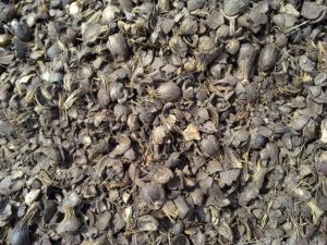 Palm Kernel Shell