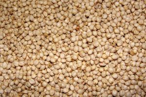 Sorghum Seeds
