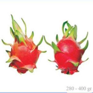 dragon fruit