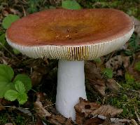 Mushroom, Truffle