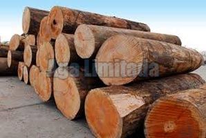 Okoume Logs