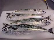 Atlantic Mackerel, Pacific Mackerel