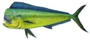 mahi mahi fish