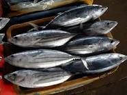Skipjack Tuna Fish