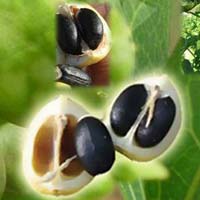 Jatropha Curcas Improved Seeds