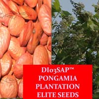 pongamia pinnata seeds
