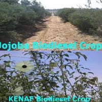 Biodiesel Plantation