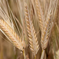 Indian Barley