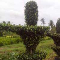 Ficus Black Plant