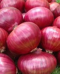 Fresh Indian Onion