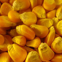 Yellow Corn (maize)