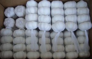 Chinese Fresh Garlic