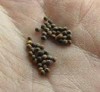 cauliflower seed