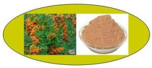 Hippophae Fructus Leaves Extract