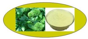 Panax Notoginseng Leaves Extract