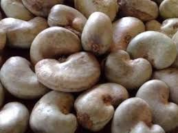 segregating grade Harvest Raw Cashew Nuts, Packaging Type : 100 kg
