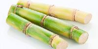 white sugarcane