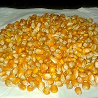 Maize for Animal Feed