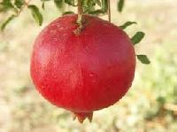 Ashtagandha Pomegranate