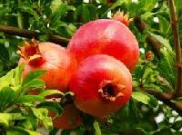 Ruby Pomegranate