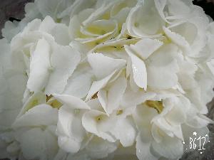 Hydrangeas White