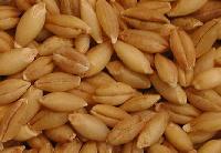 Barley Grains