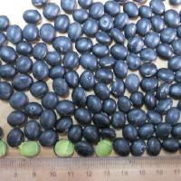 Black Soybeans Kernel