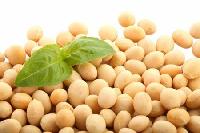 Soybeans Kernel