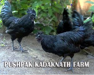 Kadaknath Black Meat Chicken