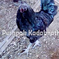 Kadaknath frozen Chicken Meat