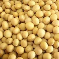 soyabean