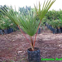 Red Palm plant