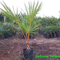 Latania Yellow Palm Plant