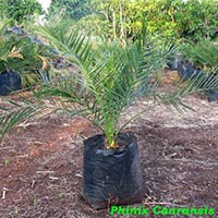 Phoenix Canariensis Palm Plant