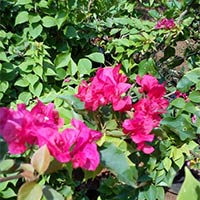 Scented Rose Plant