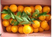 Navel Orange, Brand Name : sonpy