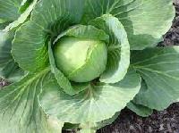 fresh cabbage