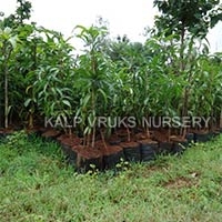 Langra Mango Plants