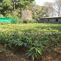 Rajapuri Mango Plant