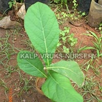 Teak Wood Plant