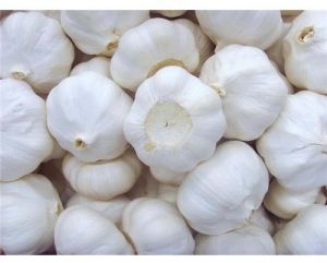Pure White Garlic